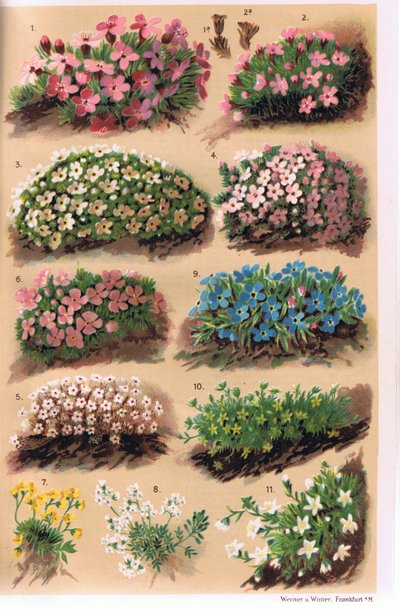 Alpine Plants, illustration from 
